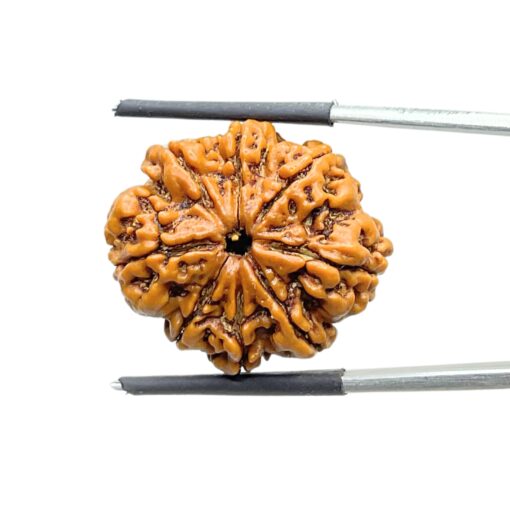 Eight Mukhi Rudraksha Nepal - (24.56 mm )