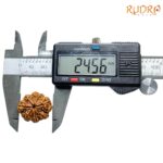 Eight Mukhi Rudraksha Nepal - (24.56 mm )