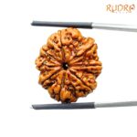 Eight Mukhi Rudraksha Nepal - (24.56 mm )