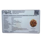 Eight Mukhi Rudraksha Nepal - (24.56 mm ) certi