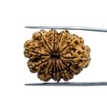 Ekadash Mukhi Rudraksha - (28.10 MM )