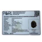 Ekadash Mukhi Rudraksha - (28.10 Mm )