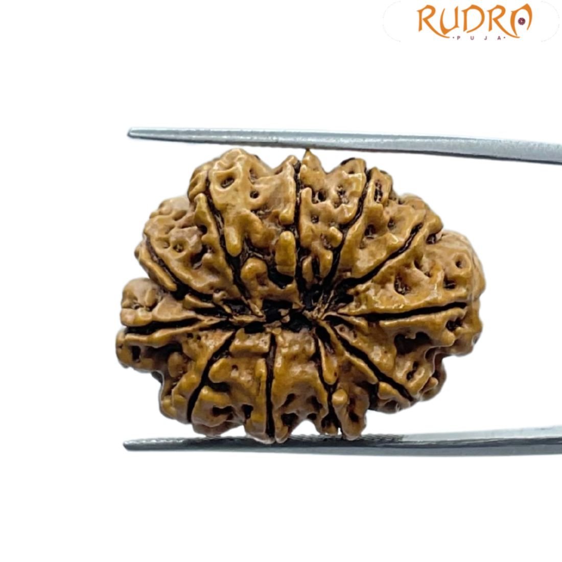Ekadash Mukhi Rudraksha - (28.10 Mm ) 2 Ekadash Mukhi Rudraksha - (28.10 Mm )