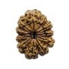 Ekadash Mukhi Rudraksha - (28.10 Mm ) 13 Ekadash Mukhi Rudraksha - (28.10 Mm )