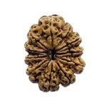 Ekadash Mukhi Rudraksha - (28.10 Mm ) 7 Ekadash Mukhi Rudraksha - (28.10 Mm )
