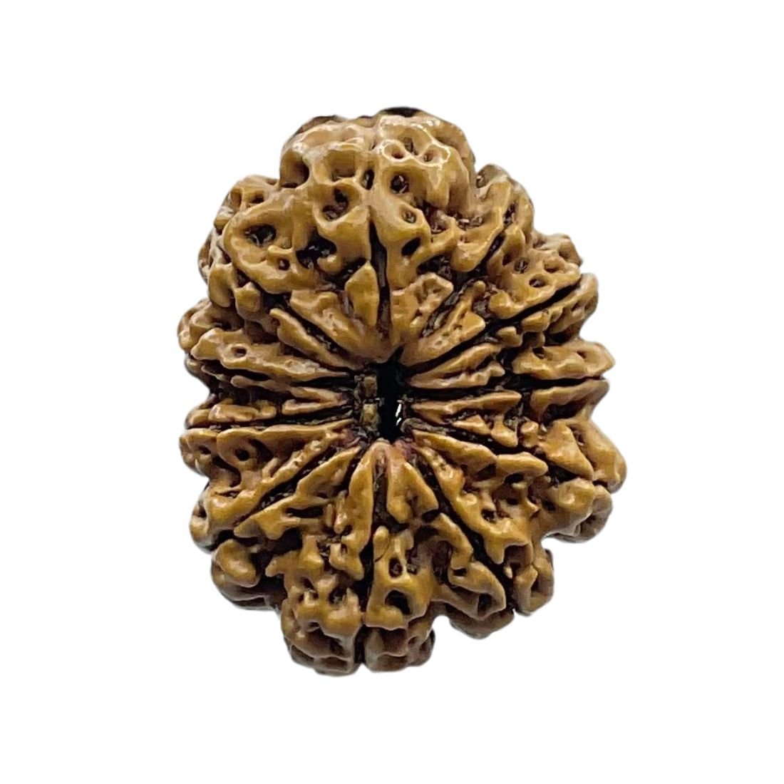 Ekadash Mukhi Rudraksha - (28.10 Mm ) 3 Ekadash Mukhi Rudraksha - (28.10 Mm )