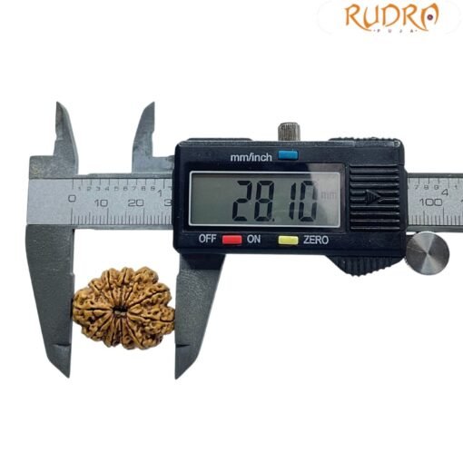 Ekadash Mukhi Rudraksha - (28.10 MM )