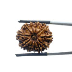 Eleven Mukhi Rudraksha Nepal - ( 23.20 MM )