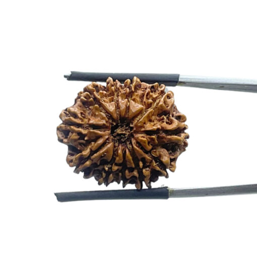 Eleven Mukhi Rudraksha Nepal - ( 23.20 MM )