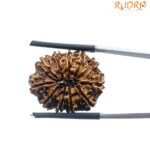 Eleven Mukhi Rudraksha Nepal - ( 23.20 MM )