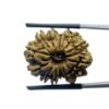 Fourteen Mukhi Rudraksha Nepal - (24.40 MM)