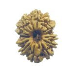 Fourteen Mukhi Rudraksha Nepal - (24.40 Mm)