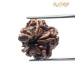 Ganesha Rudraksha 15.96 Mm
