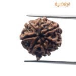 Ganesha Rudraksha 18.42 Mm
