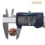 Ganesha Rudraksha 19.18 Mm