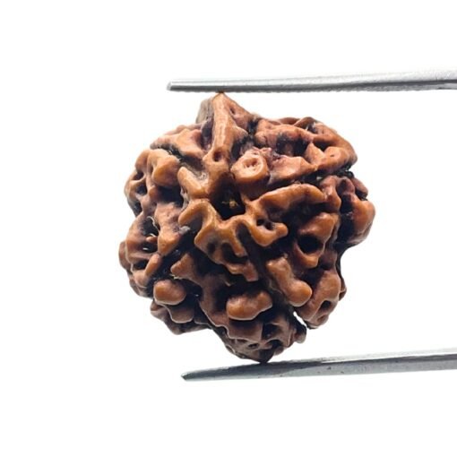 Ganesha Rudraksha 19.18 Mm