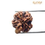 Ganesha Rudraksha 19.18 Mm