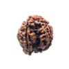 Ganesha Rudraksha 19.18 Mm