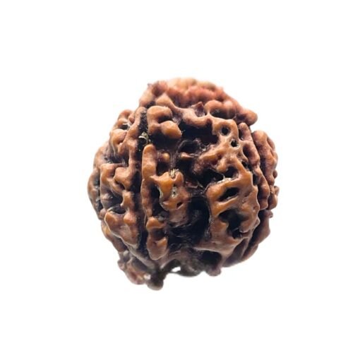 Ganesha Rudraksha 19.18 MM