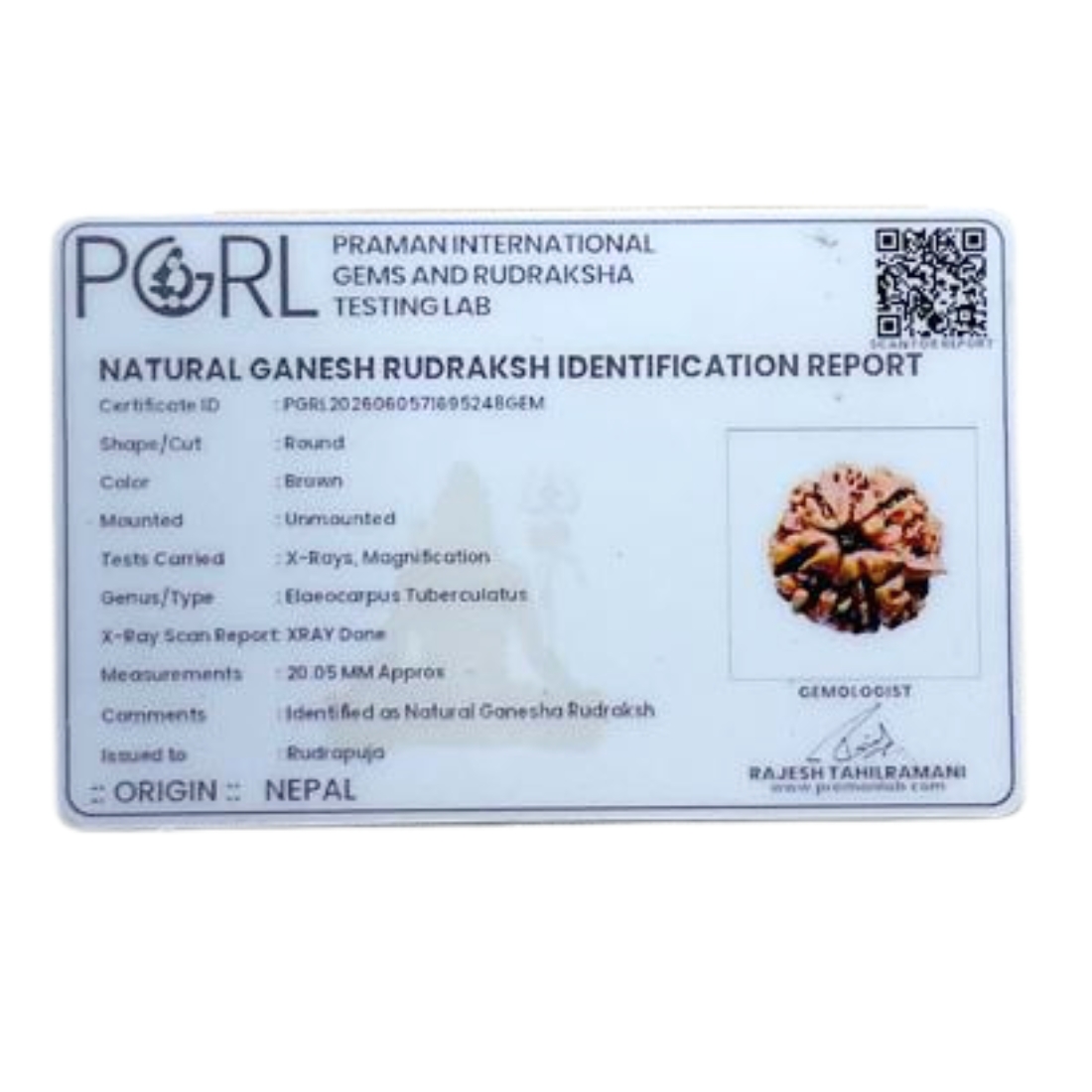 Ganesha Rudraksha 20.05 MM