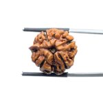 Ganesha-Rudraksha-20.05-MM-MP-C.jpg