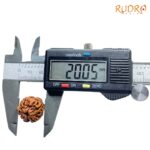 Ganesha-Rudraksha-20.05-MM-MP-C.jpg
