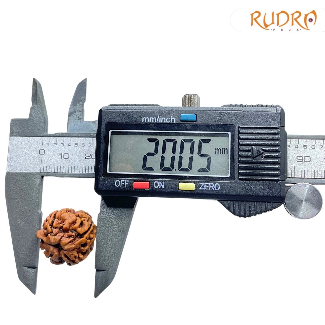 Ganesha-Rudraksha-20.05-MM-MP-C.jpg