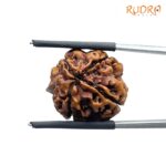 Ganesha-Rudraksha-20.05-MM-MP-C.jpg