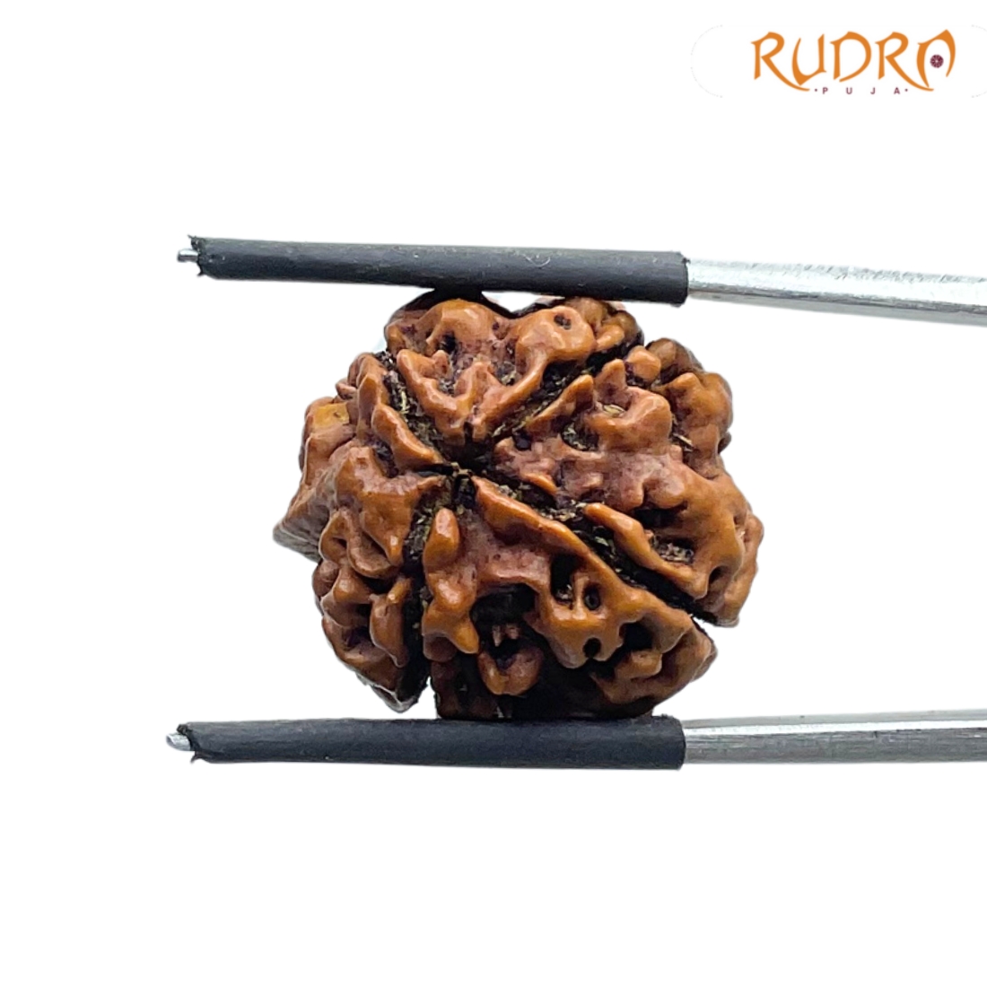 Ganesha-Rudraksha-20.05-MM-MP-C.jpg