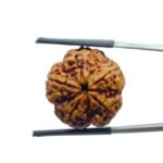 Ganesha Rudraksha - (20.50 MM)