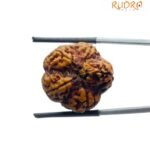 Ganesha Rudraksha - (20.50 MM)