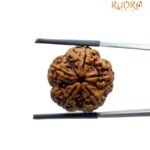 Ganesha Rudraksha - (20.50 Mm)