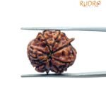 Ganesha Rudraksha 20.60 MM