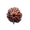 Ganesha Rudraksha 20.60 Mm