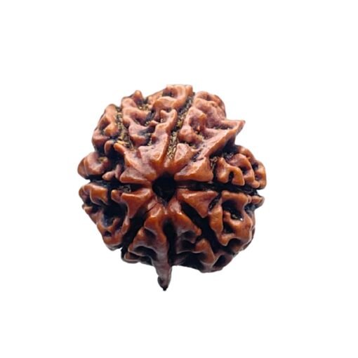 Ganesha Rudraksha 20.60 Mm