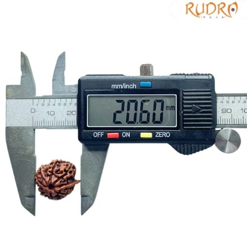 Ganesha Rudraksha 20.60 Mm