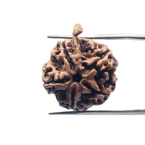 Ganesha Rudraksha 21.23 Mm