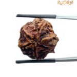 Ganesha Rudraksha - (21.55 MM)