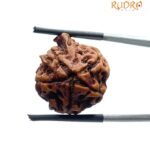 Ganesha Rudraksha - (21.55 Mm)