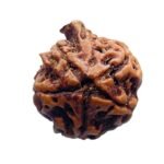 Ganesha Rudraksha - (21.55 Mm)