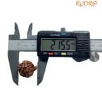 Ganesha Rudraksha - (21.55 Mm)