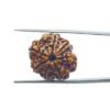 Ganesha Rudraksha 21.85 Mm