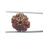 Ganesha Rudraksha 21.85 MM