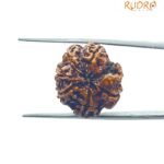 Ganesha Rudraksha 21.85 Mm