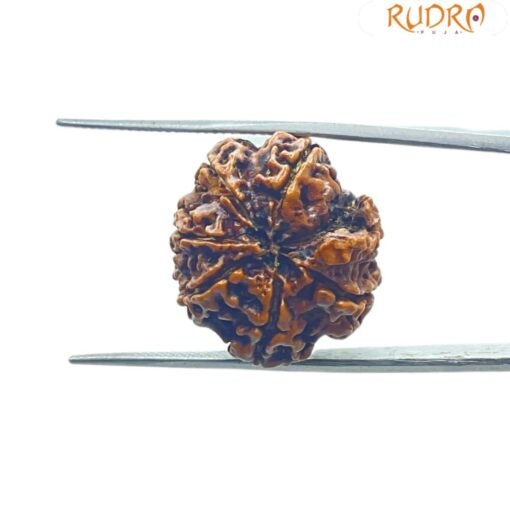 Ganesha Rudraksha 21.85 Mm