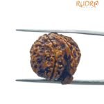 Ganesha Rudraksha 21.85 Mm