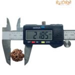 Ganesha Rudraksha 21.85 Mm