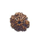Ganesha Rudraksha 21.85 Mm