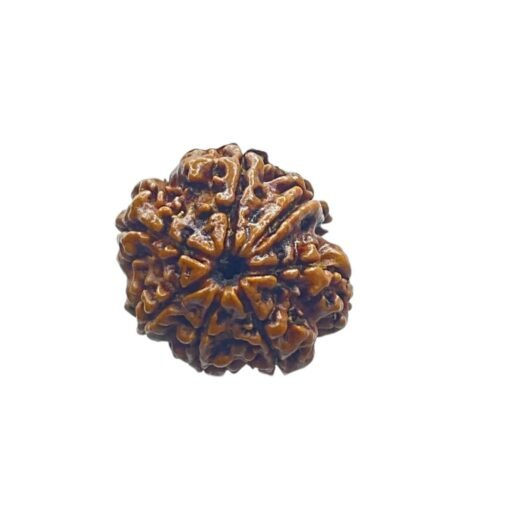 Ganesha Rudraksha 21.85 Mm
