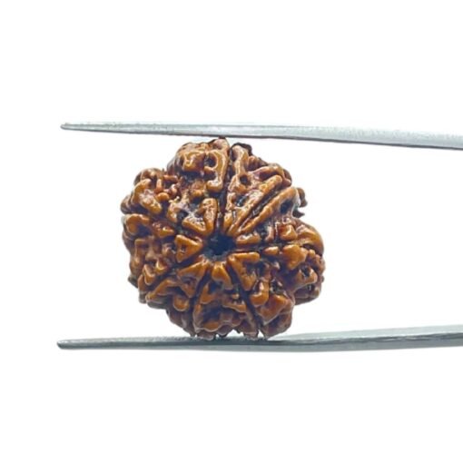 Ganesha Rudraksha 21.85 Mm